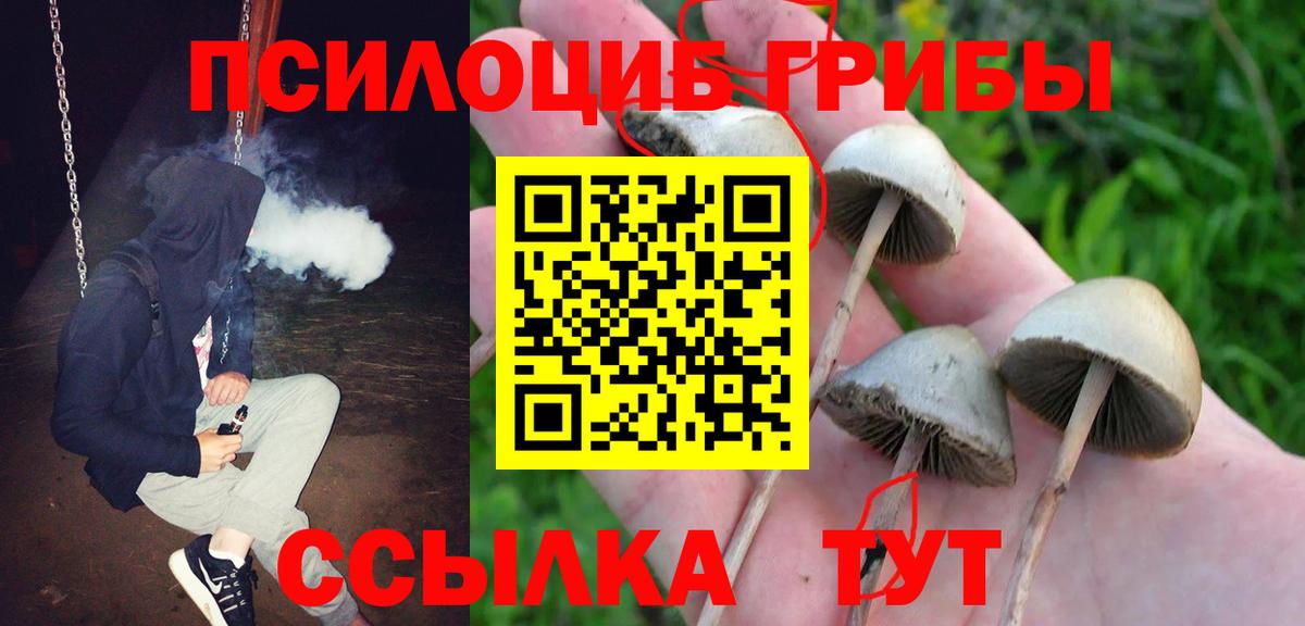 Дербент  Галлюциногенные грибы Psilocybe  Вход с VPN 